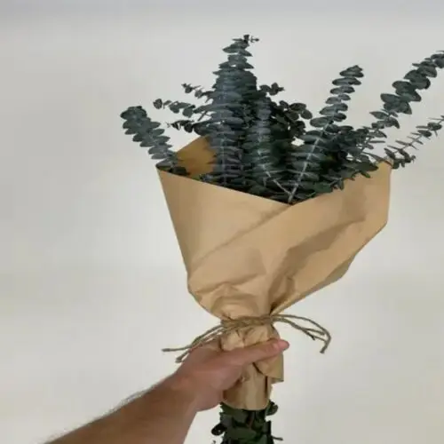 Baby Eucalyptus
